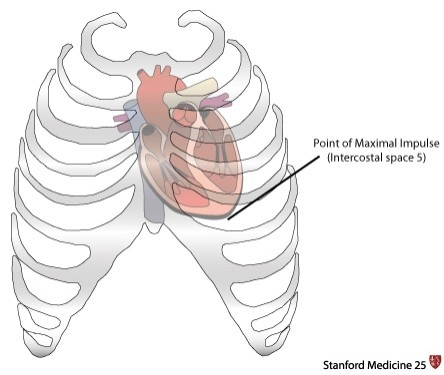 pmi regurgitation impulse aortic maximal intercostal midclavicular stanford normally cardiology quizlet