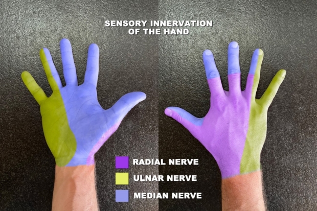 Sensory Innervation of the Hand