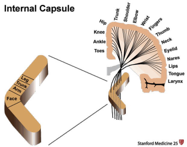 anatomy of the internal capsule of brain