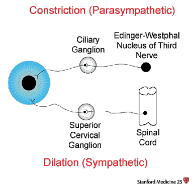 "Pupil Physiology: Constriction (Parasympathetic), Dilation (Sympathetic), Ciliary Ganglion, Superios Cervical Ganglion, Edinger-Westphal Nucleus of the Third Nerve