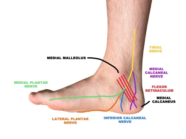  Sensory Innervation of the Foot