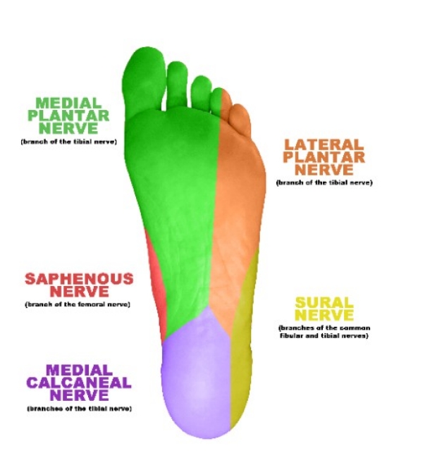  Sensory Innervation of the Foot and ankle